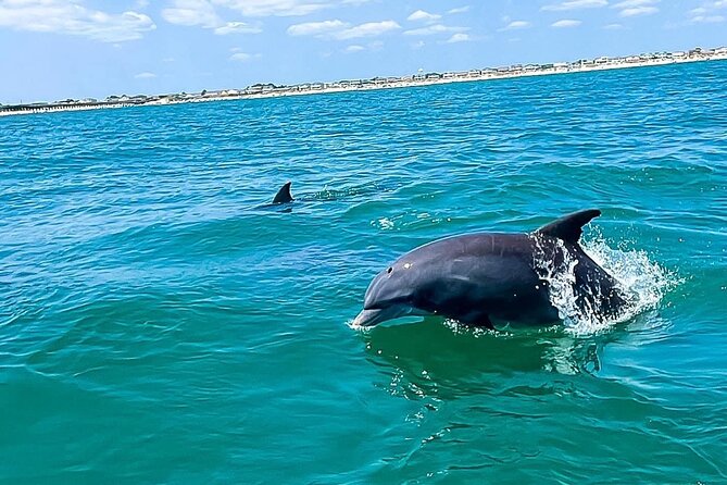 Sea Thunder Cruise-2 Hour Tour Surrounded by Dolphins in S.C - Sea Thunder Cruise at a Glance