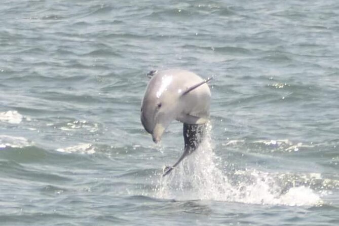 Sea Thunder Cruise-2 Hour Tour Surrounded by Dolphins in S.C - Leaving Little River Behind