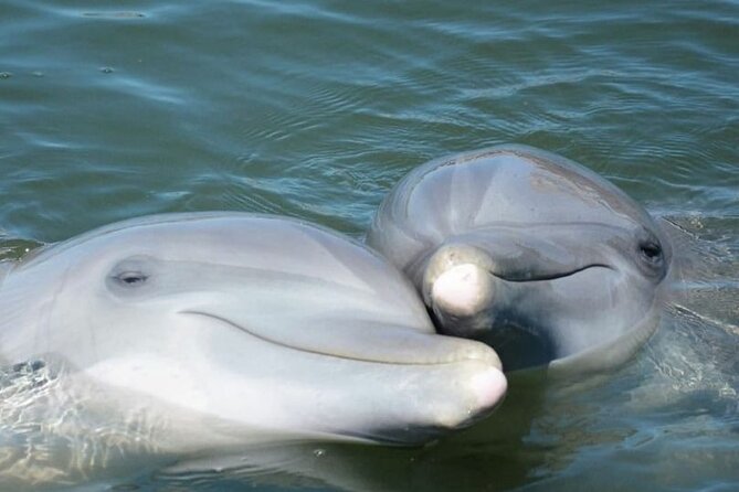 Sea Thunder Cruise-2 Hour Tour Surrounded by Dolphins in S.C - What Happens When the Weather Turns