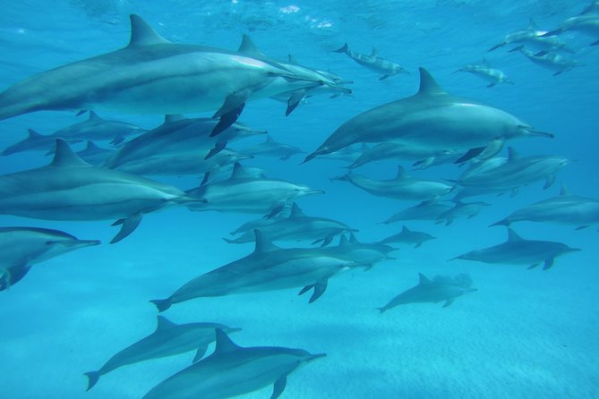Sea Trip to Dolphin House & Snorkeling With Lunch - Marsa Alam - Dolphin House is about the encounter, not a guarantee