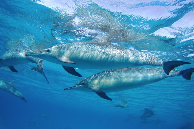 Sea Trip to Dolphin House & Snorkeling With Lunch - Marsa Alam - Who should book this Marsa Alam dolphin trip
