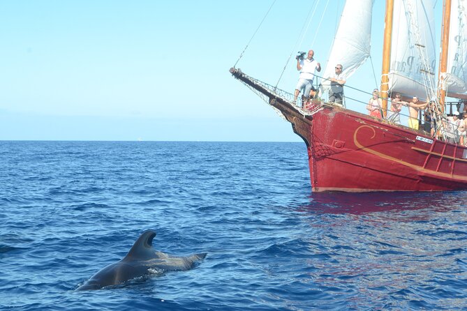 Sealife Dolphin & Whale Watching aboard Portuguese schooner - Searching for pilot whales and dolphins