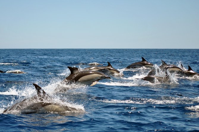 Sealife Sea Safari, Dolphin Watching with Marine Biologist's Lagos - Leaving Lagos Marina for the Atlantic
