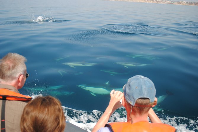 Sealife Sea Safari, Dolphin Watching with Marine Biologist's Lagos - Watching wildlife without chasing it