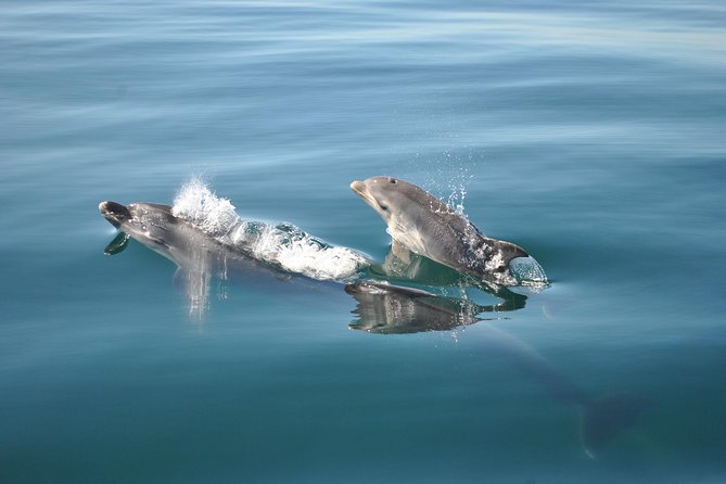 Sealife Sea Safari, Dolphin Watching with Marine Biologist's Lagos - What the marine biologists add