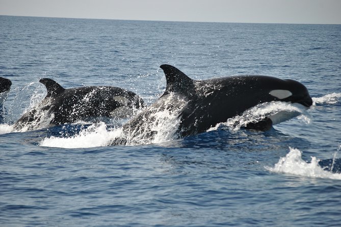 Sealife Sea Safari, Dolphin Watching with Marine Biologist's Lagos - Is $48.39 good value?