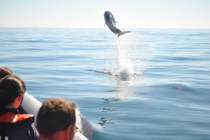 Sealife Sea Safari, Dolphin Watching with Marine Biologist's Lagos - Practical advice for your departure