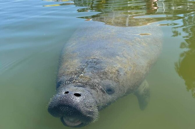Self-Guided Kayaking Manatee and Dolphin Tour - Wind, waves, and the wet part of the trip