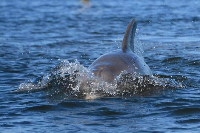 Self-Guided Kayaking Manatee and Dolphin Tour - Navigation and equipment details