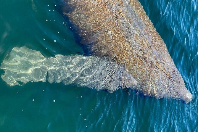 Self-Guided Kayaking Manatee and Dolphin Tour - Who will enjoy this outing most?