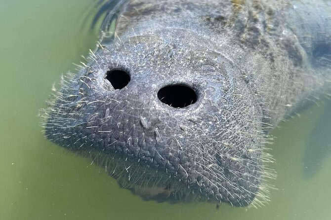Self-Guided Kayaking Manatee and Dolphin Tour - Practical planning for your Cape Canaveral day