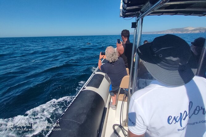 Sesimbra: Arrábida Dolphin and Whale Watching tour with biologist - Is $66.42 Good Value?