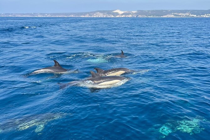 Sesimbra: Arrábida Dolphin and Whale Watching tour with biologist - Comfort, Safety, and Who Should Go