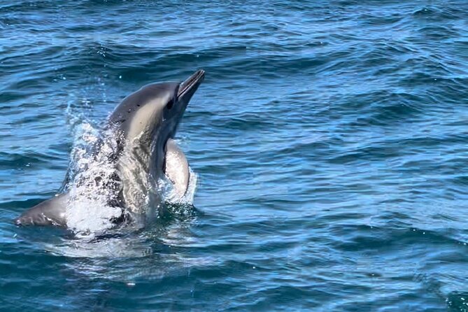 Sesimbra: Arrábida Dolphin and Whale Watching tour with biologist - What to Pack for Sesimbra’s Open Water
