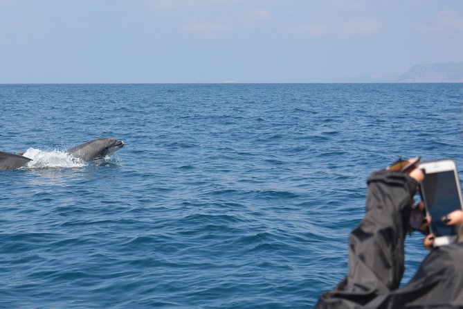 Sesimbra: Arrábida Dolphin and Whale Watching tour with biologist - Cancellation and Weather Details