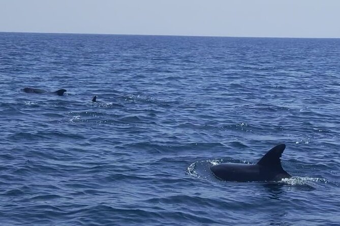 Sesimbra: Arrábida Dolphin and Whale Watching tour with biologist - Swimming and Snorkeling at Ribeira do Cavalo Beach