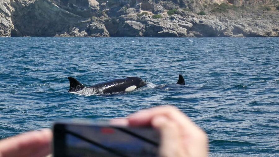 Sesimbra: Arrábida Dolphin and Whale Watching with Biologist - Key points to know before you book