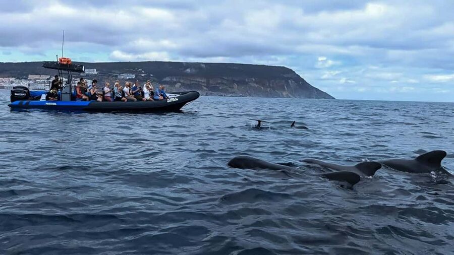 Sesimbra: Arrábida Dolphin and Whale Watching with Biologist - Who should book this experience?