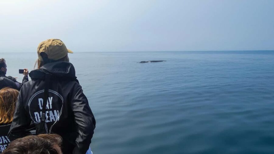 Sesimbra: Arrábida Dolphin and Whale Watching with Biologist - Why this Sesimbra boat trip is worth your time