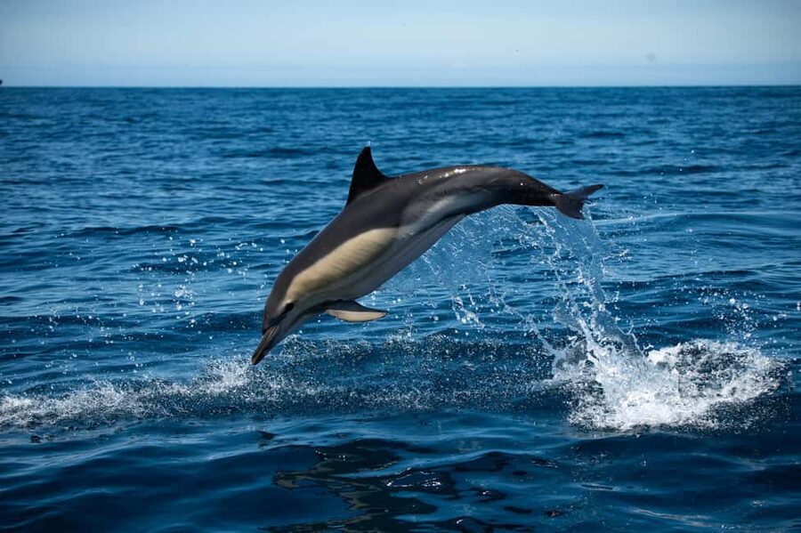 Sesimbra: Arrábida Dolphin and Whale Watching with Biologist - Searching the protected waters for dolphins and whales