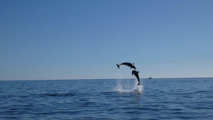 Sesimbra: Arrábida Dolphin and Whale Watching with Biologist - What the guide adds to the wildlife encounter