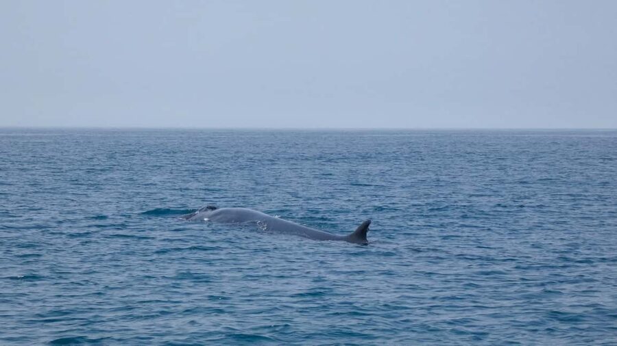 Sesimbra: Arrábida Dolphin and Whale Watching with Biologist - Cruising past Praia da Mijona and the coastal caves