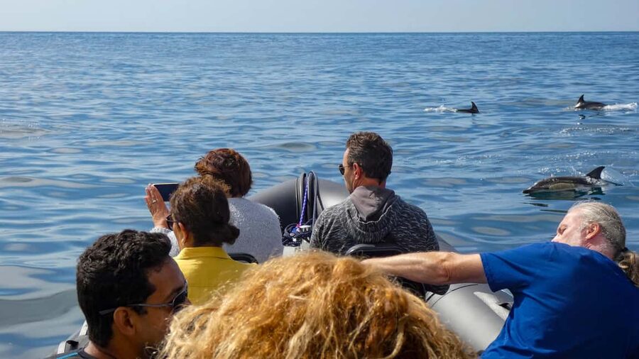 Sesimbra: Arrábida Dolphin and Whale Watching with Biologist - Swimming at Ribeiro do Cavalo Beach