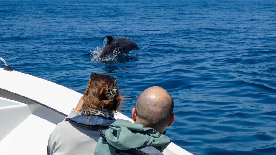 Sesimbra: Arrábida Dolphin and Whale Watching with Biologist - The ride back to Sesimbra