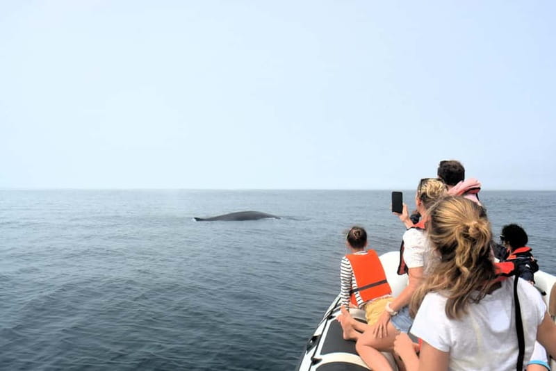 Sesimbra: Dolphin and Whales Watching with Biologist Guide - Whales, orcas, and the luck factor
