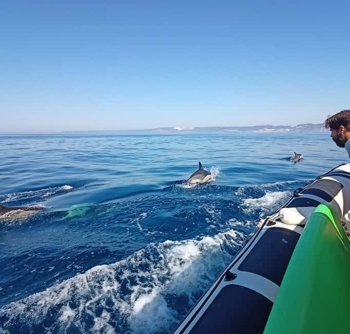 Sesimbra: Dolphin and Whales Watching with Biologist Guide - Is $64 good value?