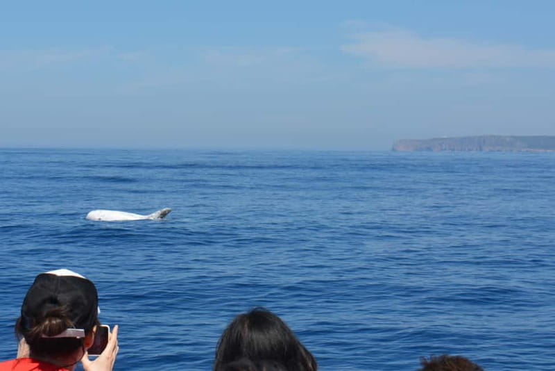 Sesimbra: Dolphin and Whales Watching with Biologist Guide - Best time to book