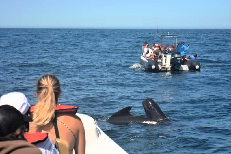 Sesimbra: Dolphin and Whales Watching with Biologist Guide - From Sesimbra Marina to the marine center