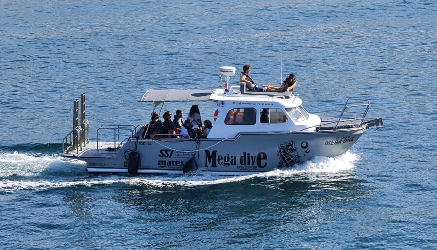 Sesimbra: Dolphin Watching with a marine biologist - Key points to know before you book