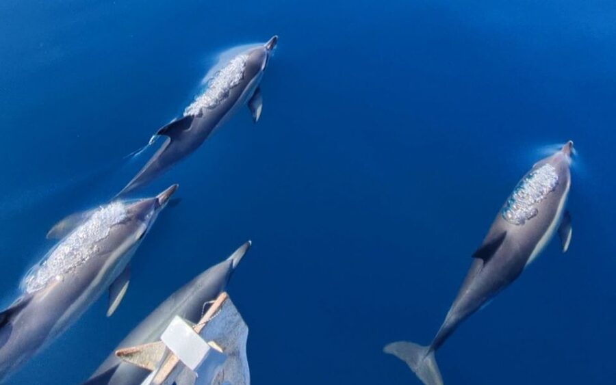 Sesimbra: Dolphin Watching with a marine biologist - Why this dolphin trip feels different