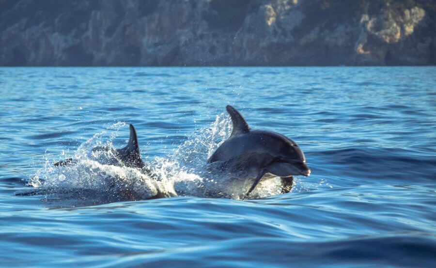 Sesimbra: Dolphin Watching with a marine biologist - The first 20 minutes: Sesimbra harbor and safety briefing