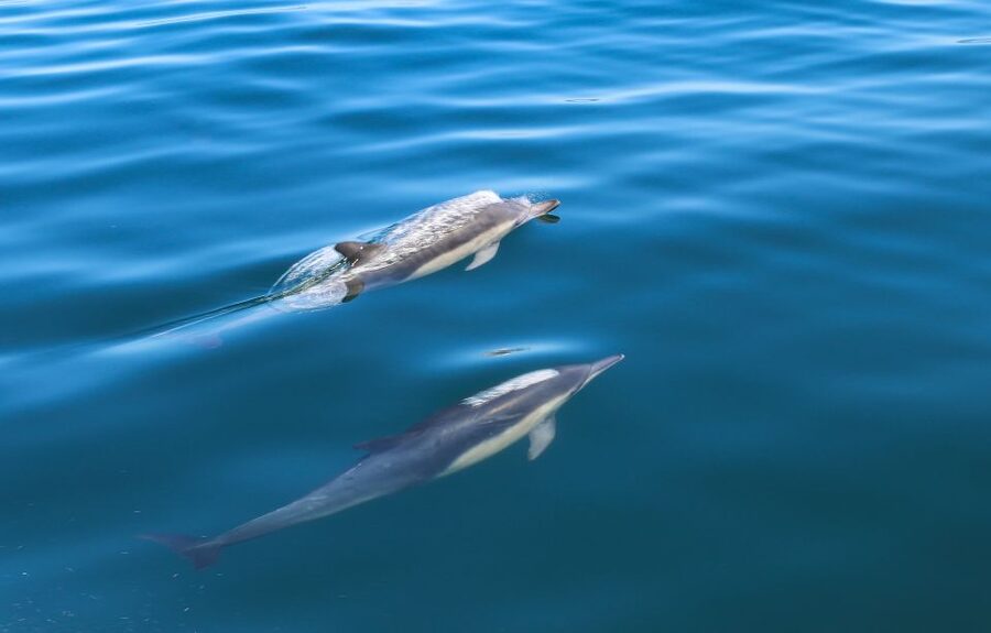 Sesimbra: Dolphin Watching with a marine biologist - Searching the open water near Sesimbra