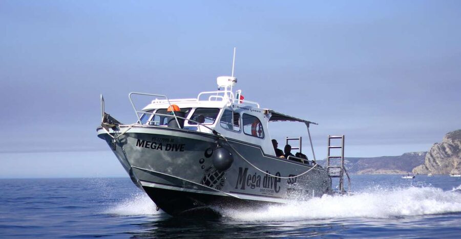 Sesimbra: Dolphin Watching with a marine biologist - Meeting at Mega Dive in Sesimbra