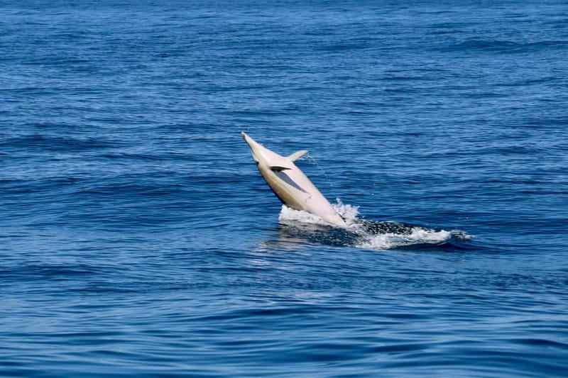 Sesimbra: Dolphin watching with marine biologist - Key points at a glance