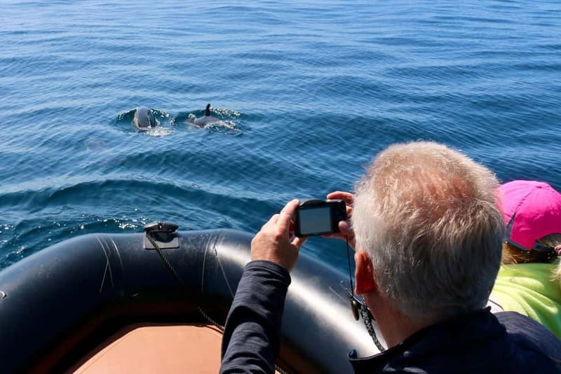 Sesimbra: Dolphin watching with marine biologist - Why this dolphin trip feels different