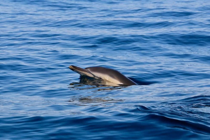 Sesimbra: Dolphin watching with marine biologist - Watching dolphins along the Arrábida coast