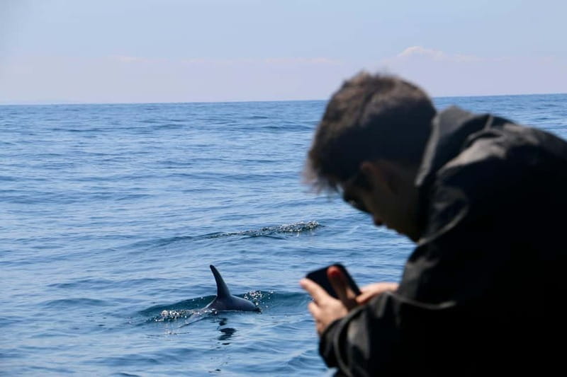 Sesimbra: Dolphin watching with marine biologist - Who will enjoy this experience most