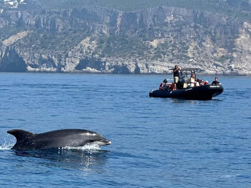 Sesimbra: Dolphin watching with marine biologist - Starting at BATE-A-ASA in Sesimbra