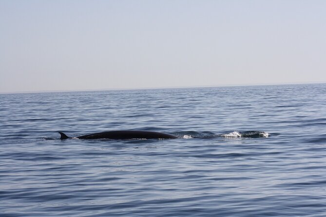 Sesimbra Observation of Dolphins with Biologist in Marine Park - Searching for bottlenose and common dolphins