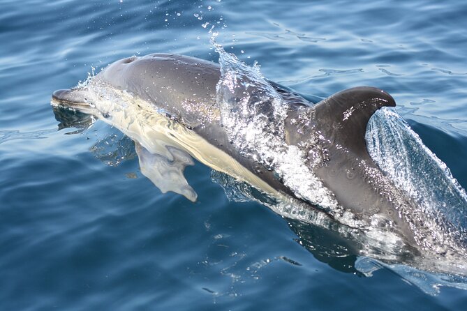 Sesimbra Observation of Dolphins with Biologist in Marine Park - Caves, beaches, and the possible swim stop