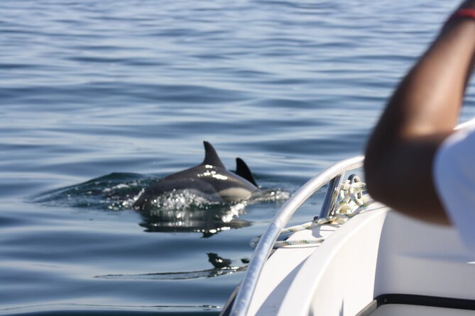 Sesimbra Observation of Dolphins with Biologist in Marine Park - What the $60.08 price buys you