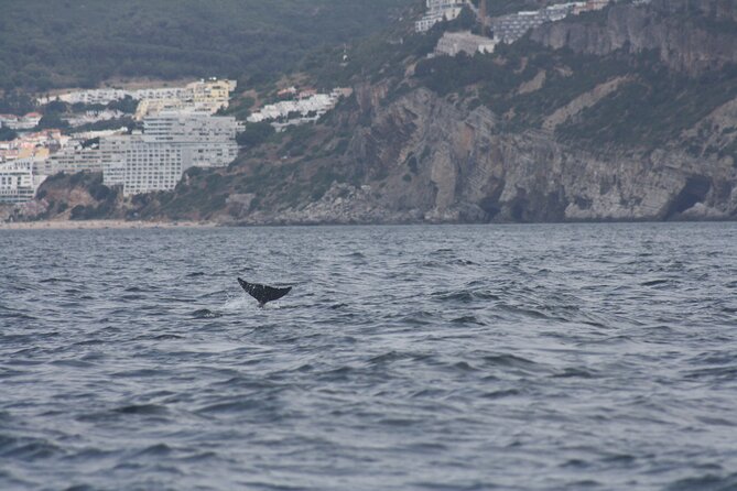 Sesimbra Observation of Dolphins with Biologist in Marine Park - Comfort, weather, and practical limits