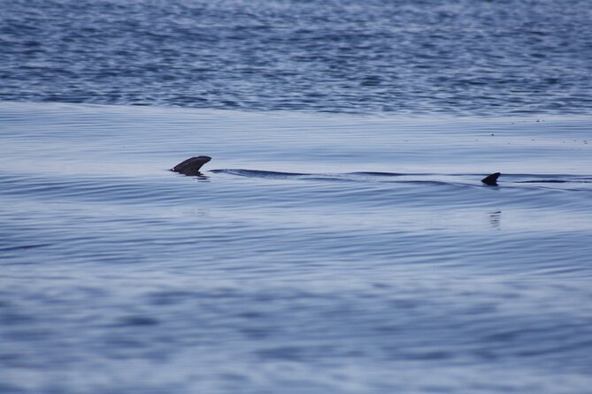 Sesimbra Observation of Dolphins with Biologist in Marine Park - Who will enjoy this trip most