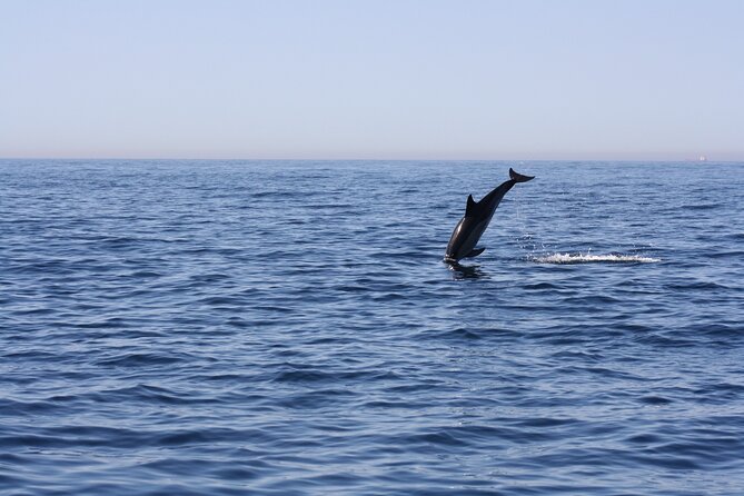 Sesimbra Observation of Dolphins with Biologist in Marine Park - Is the Blue Front dolphin trip worth booking?