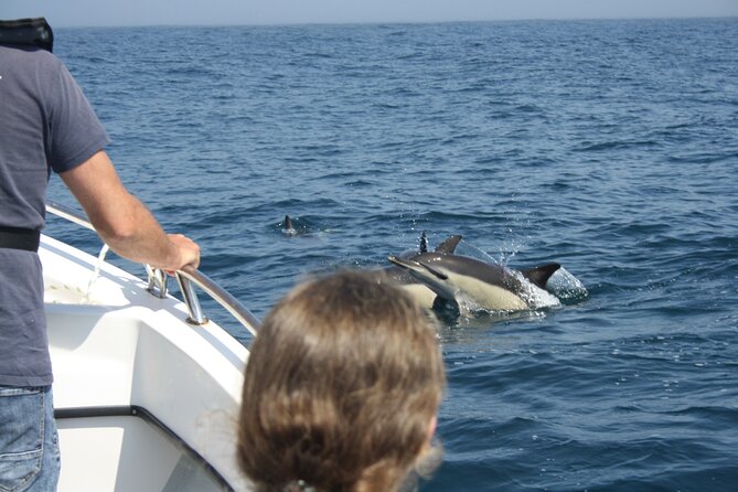 Sesimbra Observation of Dolphins with Biologist in Marine Park - What the marine biologist adds