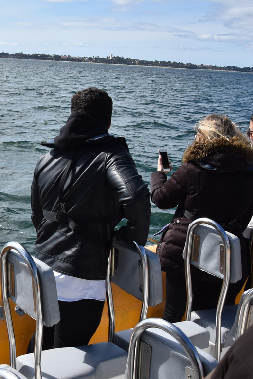 Setúbal and Tróia: Dolphin Watching and Arrábida Bays - Dolphin watching in the Sado estuary